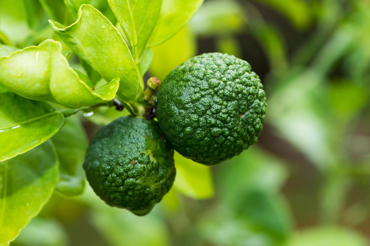 Grow & Use Kaffir Lime Leaf: A Complete Guide