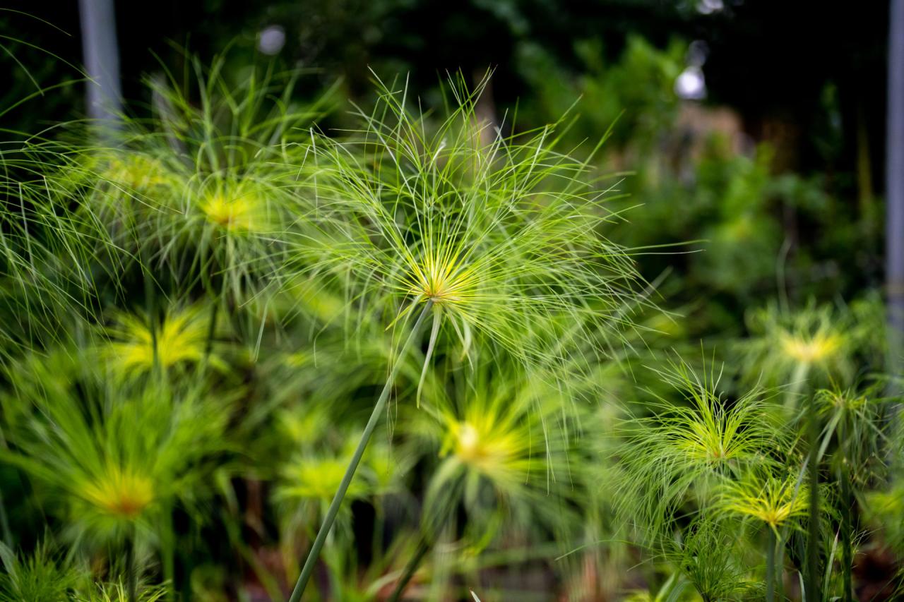 Papyrus Plants: Elevate Your Outdoor Space