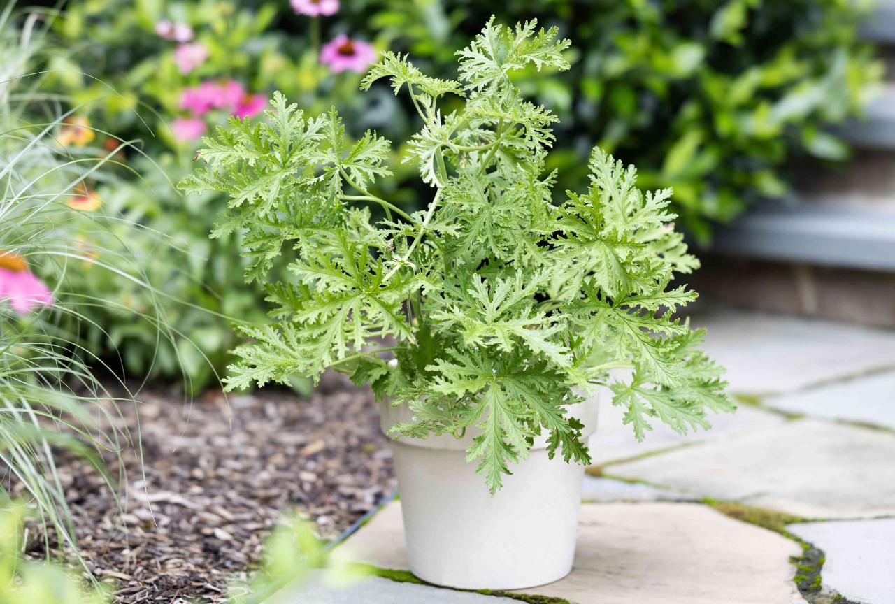 How to Grow Citronella Plant for Maximum Pest Control: Expert Advice