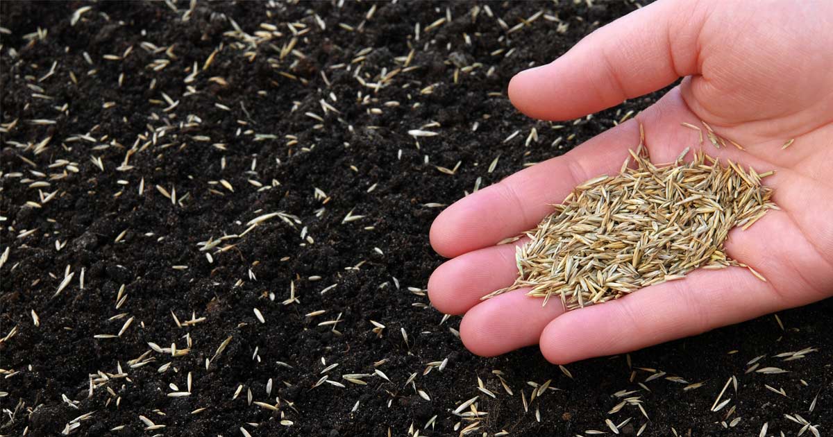 The Ideal Times to Sow Grass Seed: Tips for a Thriving Lawn