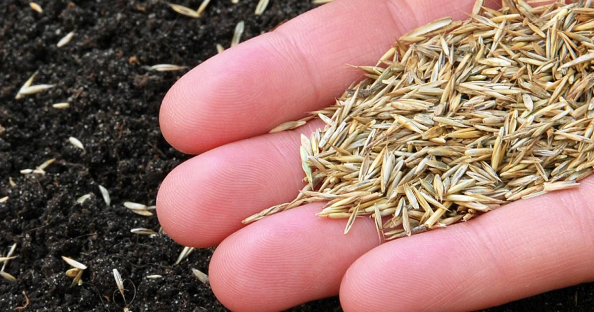 When to Sow Grass Seed in the UK for the Best Lawn on the Block