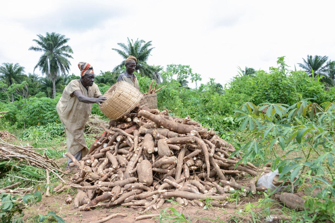 Discover How to Grow and Maintain Cassava Leaf: Expert Tips for a Productive Garden