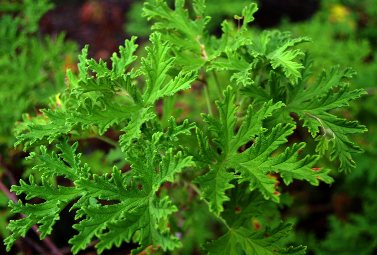 How to Grow Citronella Plant for Maximum Pest Control: Expert Advice