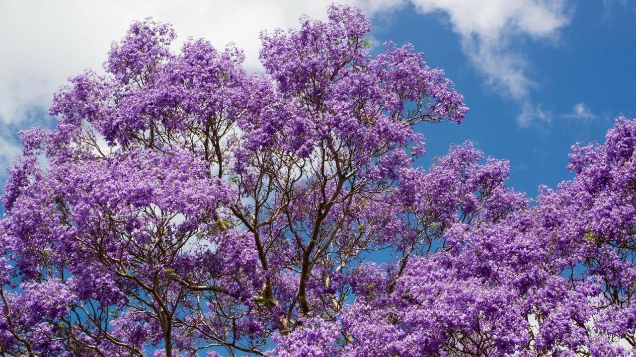 How to Achieve a Lush Jacaranda Tree: Expert Tips for Vibrant and Gorgeous Blooms