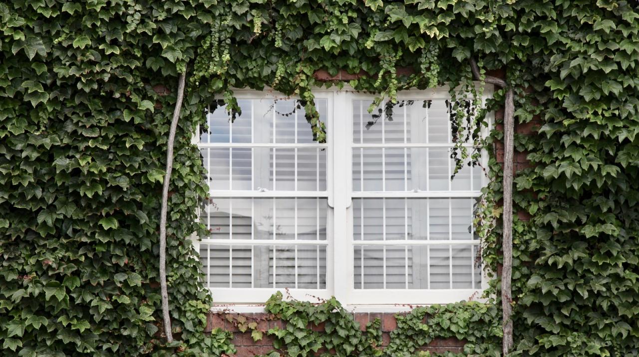 How to Propagate Ivy for Indoor Gardens & Outdoor Walls