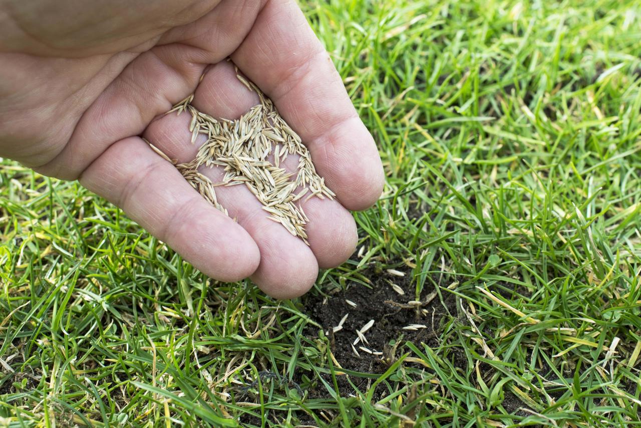 Seed grass plant backyard lush planting start