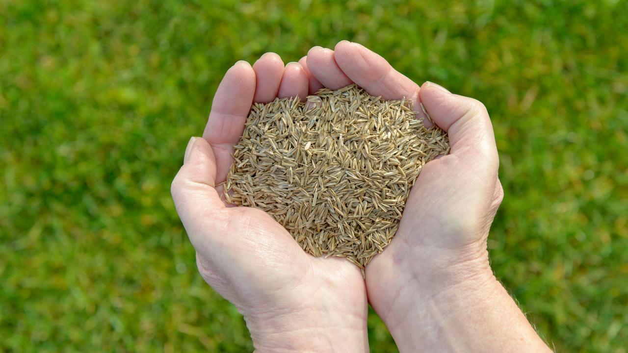 The Ideal Times to Sow Grass Seed: Tips for a Thriving Lawn